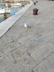 Larus michahellis