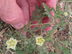 Chamaesaracha sordida