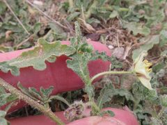 Chamaesaracha sordida