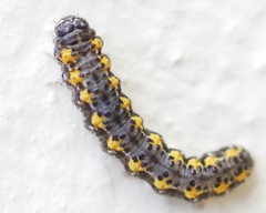 Bryophila ereptricula