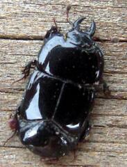 Hololepta aequalis