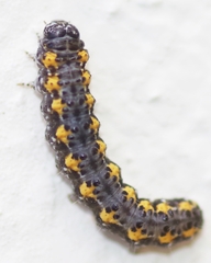 Bryophila ereptricula