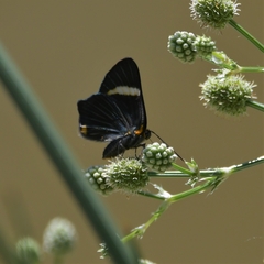 Riodina lycisca