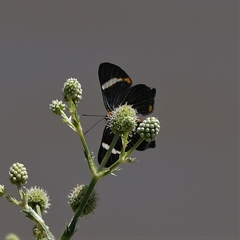 Riodina lycisca