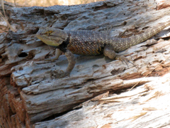 Sceloporus uniformis