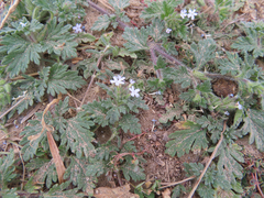 Glandularia quadrangulata