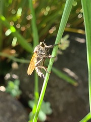 Eutolmus rufibarbis