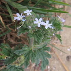 Glandularia quadrangulata
