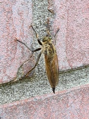 Eutolmus rufibarbis