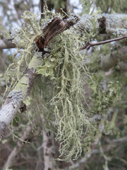 Ramalina peruviana