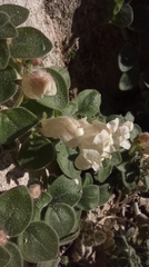 Antirrhinum molle