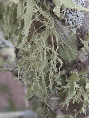 Ramalina peruviana