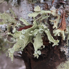 Ramalina complanata