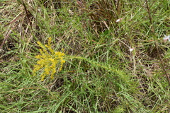 Solidago tortifolia