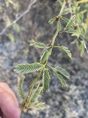 Prosopis juliflora