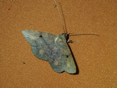 Mecodina bisignata