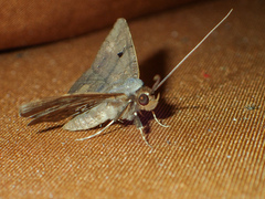 Mecodina bisignata