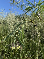 Solanum glaucophyllum
