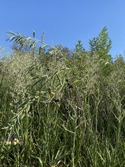 Solanum glaucophyllum