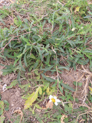 Melampodium cinereum