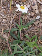Melampodium cinereum