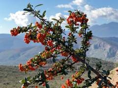 Pyracantha coccinea
