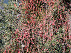 Ephedra foeminea