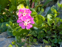 Silene colorata
