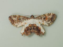 Europlema