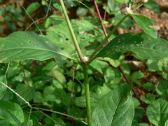 Alternanthera ficoidea