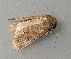 Spodoptera cilium