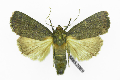 Mouse Moth