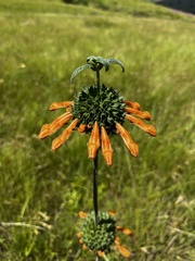 Leonotis
