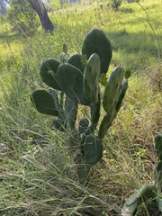 Opuntia rioplatense