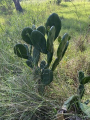 Opuntia rioplatense