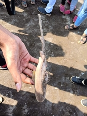 Hemiscylliidae