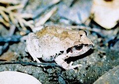 Arthroleptis stenodactylus