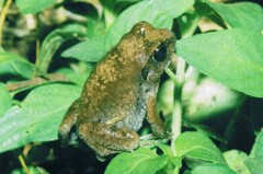 Arthroleptis stenodactylus