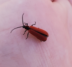 Dictyoptera aurora