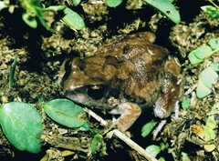 Arthroleptis stenodactylus