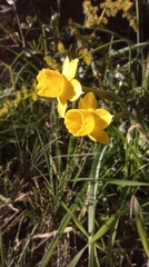 Narcissus assoanus