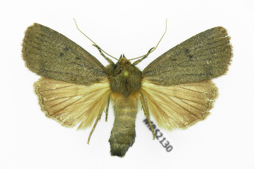 Mouse Moth
