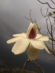 Magnolia campbellii