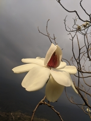 Magnolia campbellii