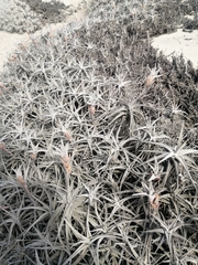 Tillandsia