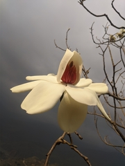 Magnolia campbellii