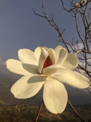 Magnolia campbellii