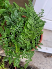 Davallia griffithiana