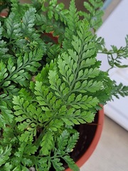 Davallia griffithiana