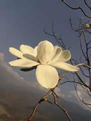 Magnolia campbellii